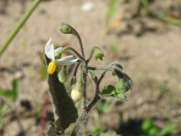 Fotografia da espécie Solanum nigrum