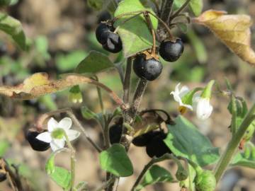 Fotografia da espécie Solanum nigrum