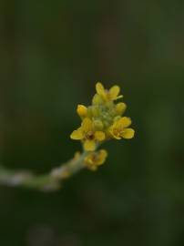 Fotografia da espécie Sisymbrium officinale