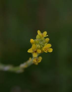 Fotografia 5 da espécie Sisymbrium officinale no Jardim Botânico UTAD