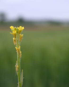 Fotografia 6 da espécie Sisymbrium officinale no Jardim Botânico UTAD