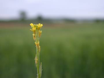 Fotografia da espécie Sisymbrium officinale