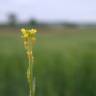 Fotografia 6 da espécie Sisymbrium officinale do Jardim Botânico UTAD