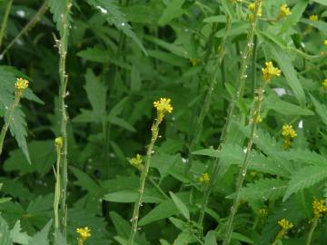 Fotografia da espécie Sisymbrium officinale