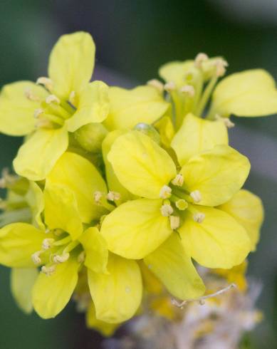 Fotografia de capa Sisymbrium officinale - do Jardim Botânico