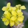 Fotografia 1 da espécie Sisymbrium officinale do Jardim Botânico UTAD