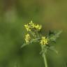 Fotografia 8 da espécie Sisymbrium officinale do Jardim Botânico UTAD