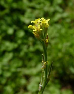 Fotografia 9 da espécie Sisymbrium officinale no Jardim Botânico UTAD