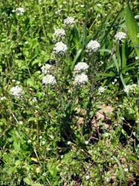 Fotografia da espécie Lepidium heterophyllum