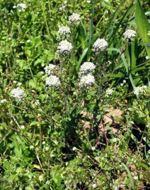 Fotografia 3 da espécie Lepidium heterophyllum no Jardim Botânico UTAD