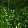 Fotografia 10 da espécie Sisymbrium officinale do Jardim Botânico UTAD
