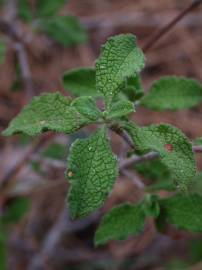 Fotografia da espécie Cistus salvifolius