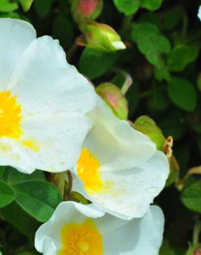 Fotografia 3 da espécie Cistus salvifolius no Jardim Botânico UTAD