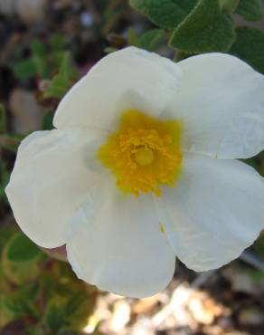 Fotografia 4 da espécie Cistus salvifolius no Jardim Botânico UTAD