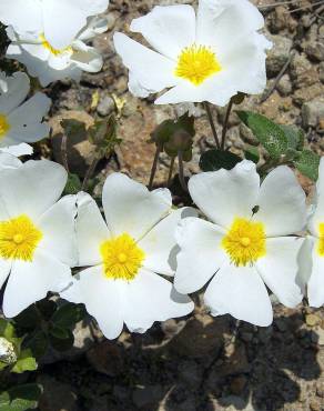 Fotografia 5 da espécie Cistus salvifolius no Jardim Botânico UTAD