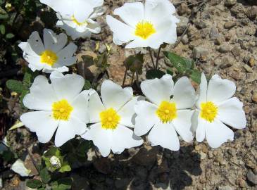 Fotografia da espécie Cistus salvifolius