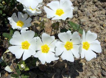 Fotografia da espécie Cistus salvifolius