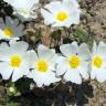 Fotografia 5 da espécie Cistus salvifolius do Jardim Botânico UTAD