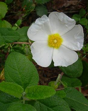 Fotografia 1 da espécie Cistus salvifolius no Jardim Botânico UTAD