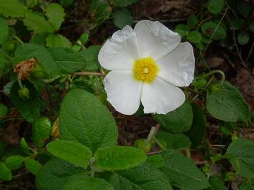 Fotografia da espécie Cistus salvifolius