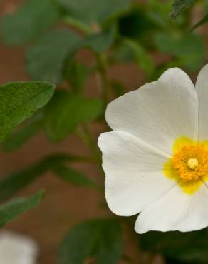 Fotografia 6 da espécie Cistus salvifolius no Jardim Botânico UTAD