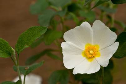 Fotografia da espécie Cistus salvifolius