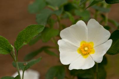 Fotografia da espécie Cistus salvifolius