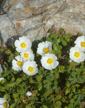 Fotografia 7 da espécie Cistus salvifolius no Jardim Botânico UTAD