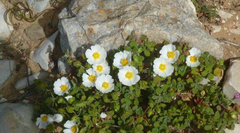 Fotografia da espécie Cistus salvifolius