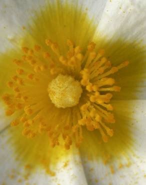 Fotografia 8 da espécie Cistus salvifolius no Jardim Botânico UTAD