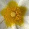 Fotografia 8 da espécie Cistus salvifolius do Jardim Botânico UTAD