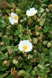 Fotografia da espécie Cistus salvifolius