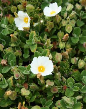 Fotografia 9 da espécie Cistus salvifolius no Jardim Botânico UTAD