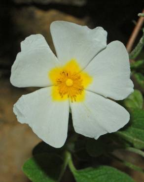 Fotografia 10 da espécie Cistus salvifolius no Jardim Botânico UTAD