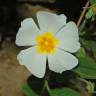 Fotografia 10 da espécie Cistus salvifolius do Jardim Botânico UTAD