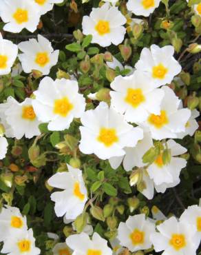 Fotografia 11 da espécie Cistus salvifolius no Jardim Botânico UTAD