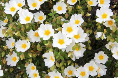 Fotografia da espécie Cistus salvifolius