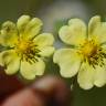 Fotografia 4 da espécie Potentilla recta do Jardim Botânico UTAD