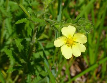 Fotografia da espécie Potentilla recta