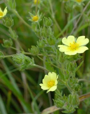 Fotografia 6 da espécie Potentilla recta no Jardim Botânico UTAD