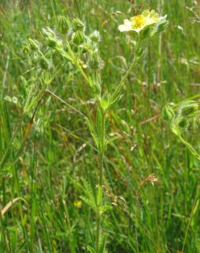 Fotografia 7 da espécie Potentilla recta no Jardim Botânico UTAD