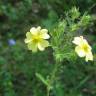 Fotografia 8 da espécie Potentilla recta do Jardim Botânico UTAD