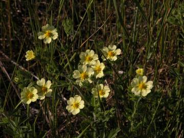 Fotografia da espécie Potentilla recta