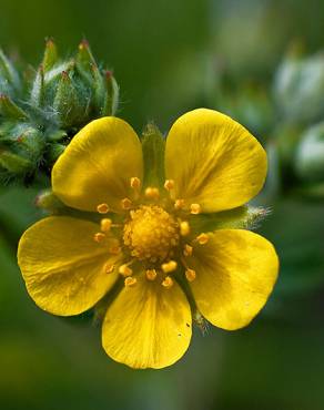 Fotografia 10 da espécie Potentilla recta no Jardim Botânico UTAD