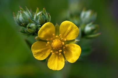 Fotografia da espécie Potentilla recta