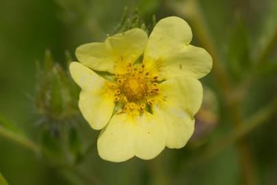 Fotografia da espécie Potentilla recta