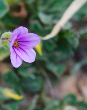 Fotografia 6 da espécie Erodium botrys no Jardim Botânico UTAD