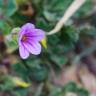 Fotografia 6 da espécie Erodium botrys do Jardim Botânico UTAD