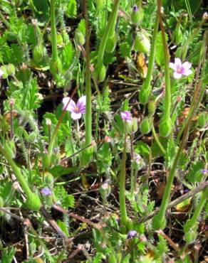 Fotografia 8 da espécie Erodium botrys no Jardim Botânico UTAD