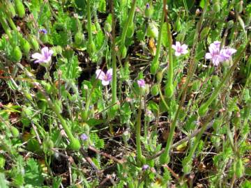 Fotografia da espécie Erodium botrys